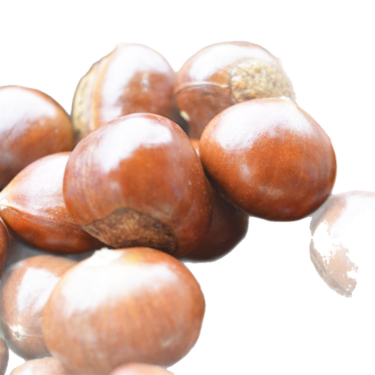 Authentic Qianxi Chestnuts 3113 Standard Chestnuts Qinglong Kuancheng 313 Sweet Chestnut Seeds Sincerely Seeking Sugar-Fried Chestnut Partners Sweet and Delicious