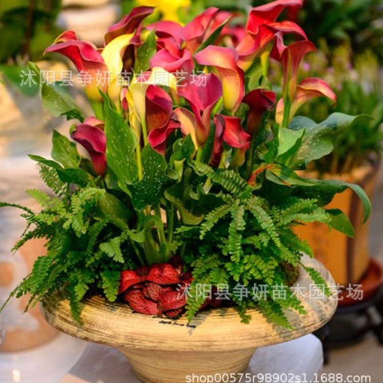 Яркие луковицы каллы, крупные луковицы, легкие в выращивании, многолетние луковицы, легко выживают, полные спецификации для балкона