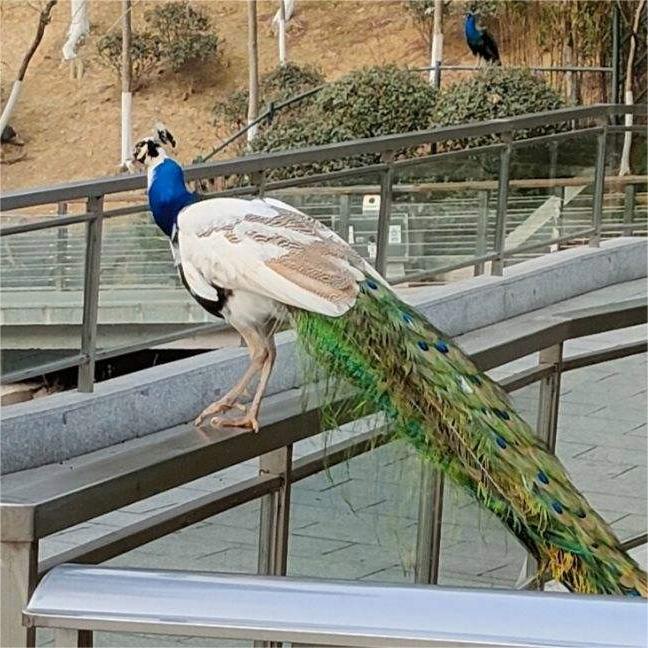 Adult Peacock Live Blue Peacock/White Peacock Optional Healthy Adult Peacock Ornamental Pet Peacock Free Shipping