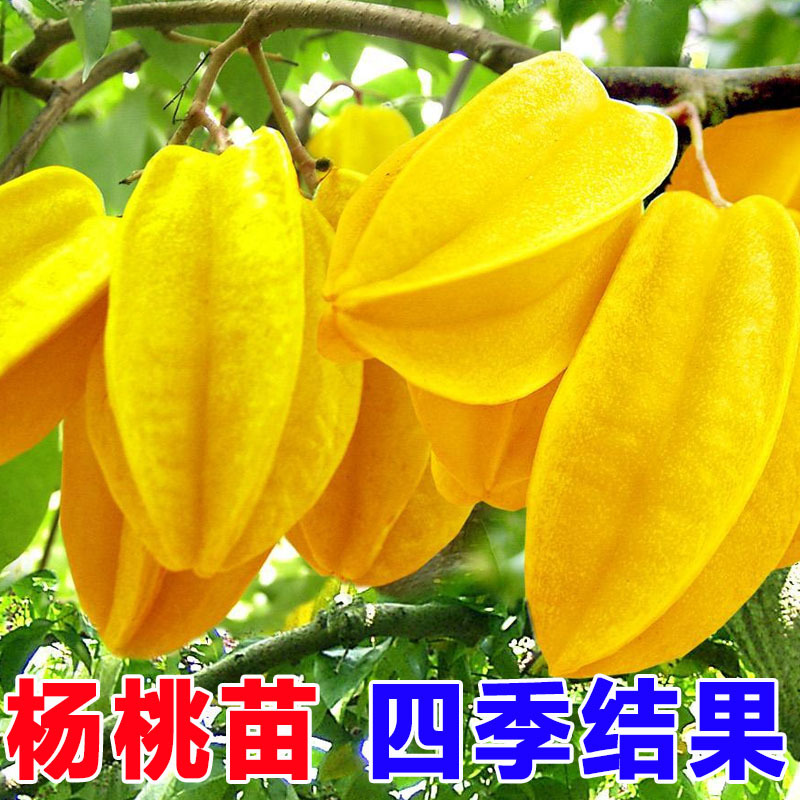 Starfruit Seedlings Grafted Seedlings Malaysia Taiwan Sweet Starfruit Red Starfruit Seedlings Balcony Potted Four-Season Fruit Seedlings