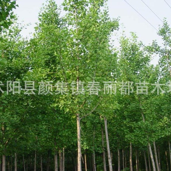 Courtyard Plants Lane Greening Seedlings Leaves Beautiful Garden Plants Trees Ginkgo Tree Seedlings Ginkgo Fruit Seedlings