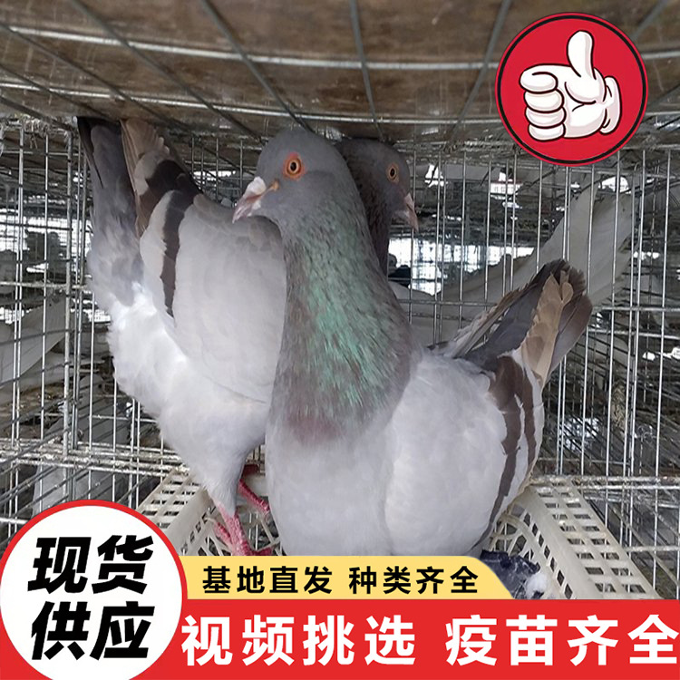 Фермы Шаньдун продают большое количество белохвостых королевских голубей в возрасте 3-6 месяцев. Сколько стоит королевский голубь на подставке?