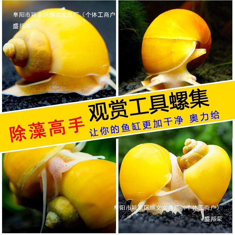 Shengbangrong Red Apple Snail Tool Snail Algae Removal Snail Pet Turtle Dog Head Natural Live Bait Aquarium Pet Package