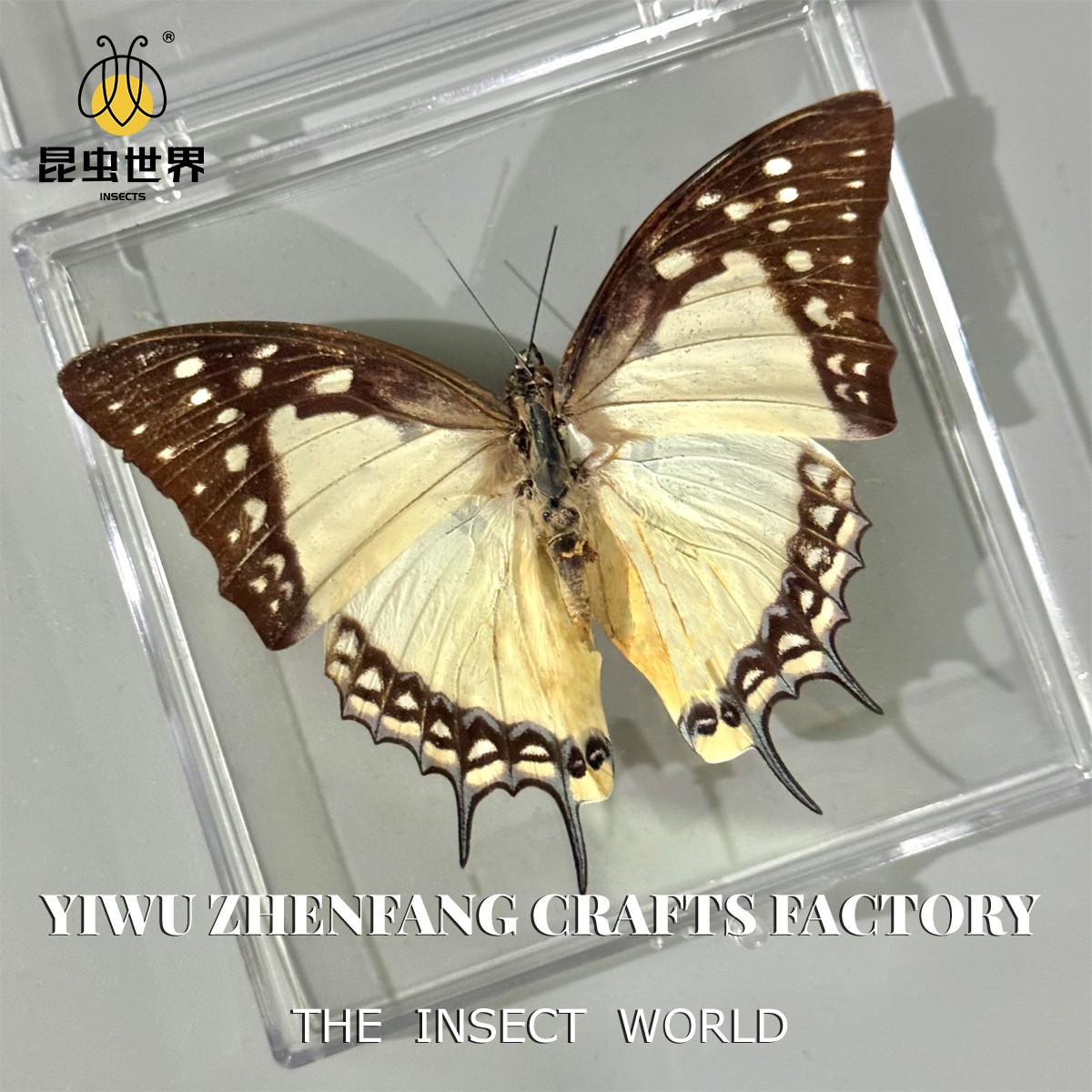 Jingling Craft Real Butterfly Specimen DIY Handmade Butterfly Photo Frame Biological Science Education Girls' Holiday Gift