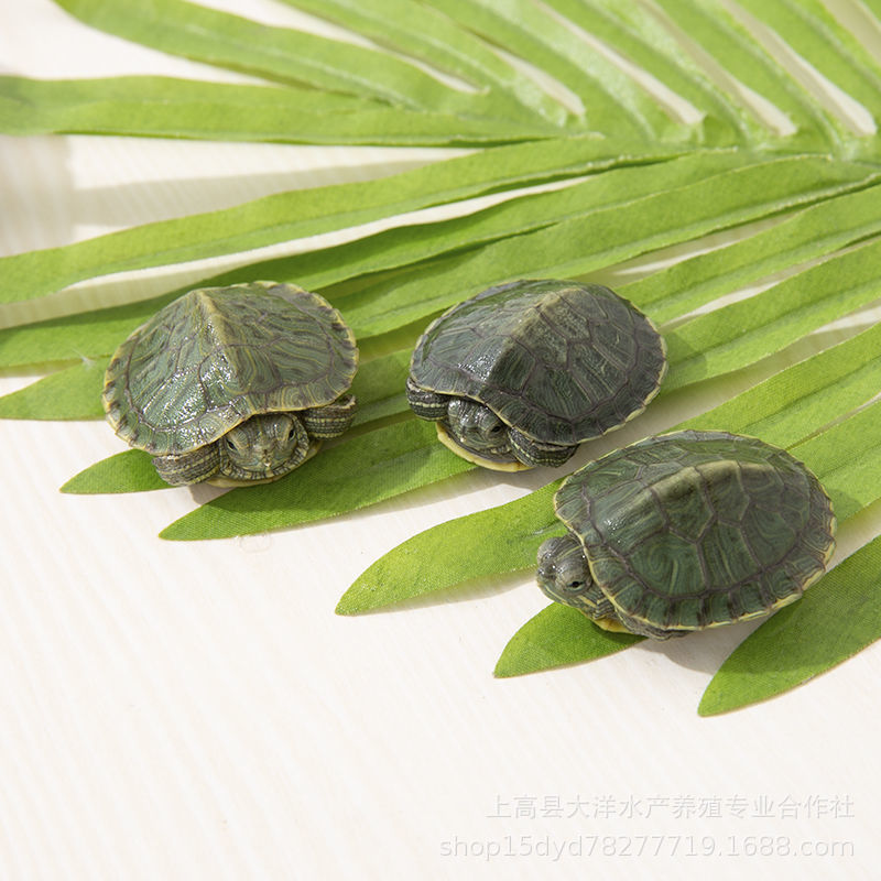 Tortoise Living Big Brazilian Tortoise Living Small Tortoise Pet Tortoise Seedling Tortoise Longevity Ornamental Turtle Wholesale
