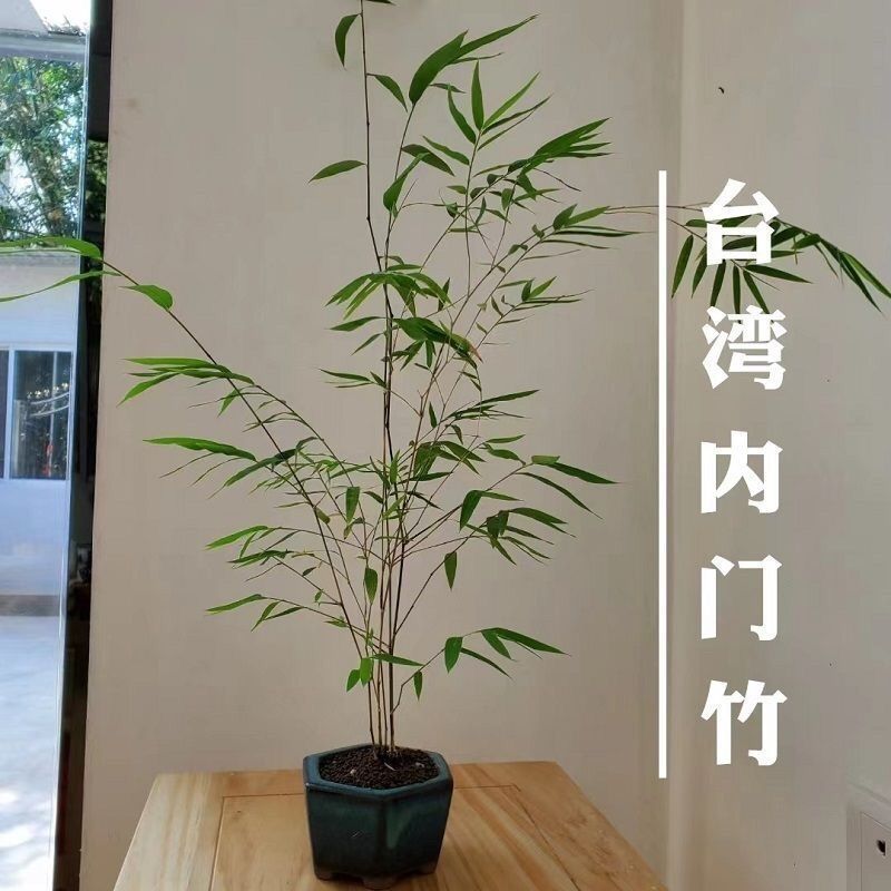 Taiwanese Interior Door Boutique Bamboo Bonsai Indoor Study Elegant Potted Tea Table Easy to Maintain Zen Green Plants