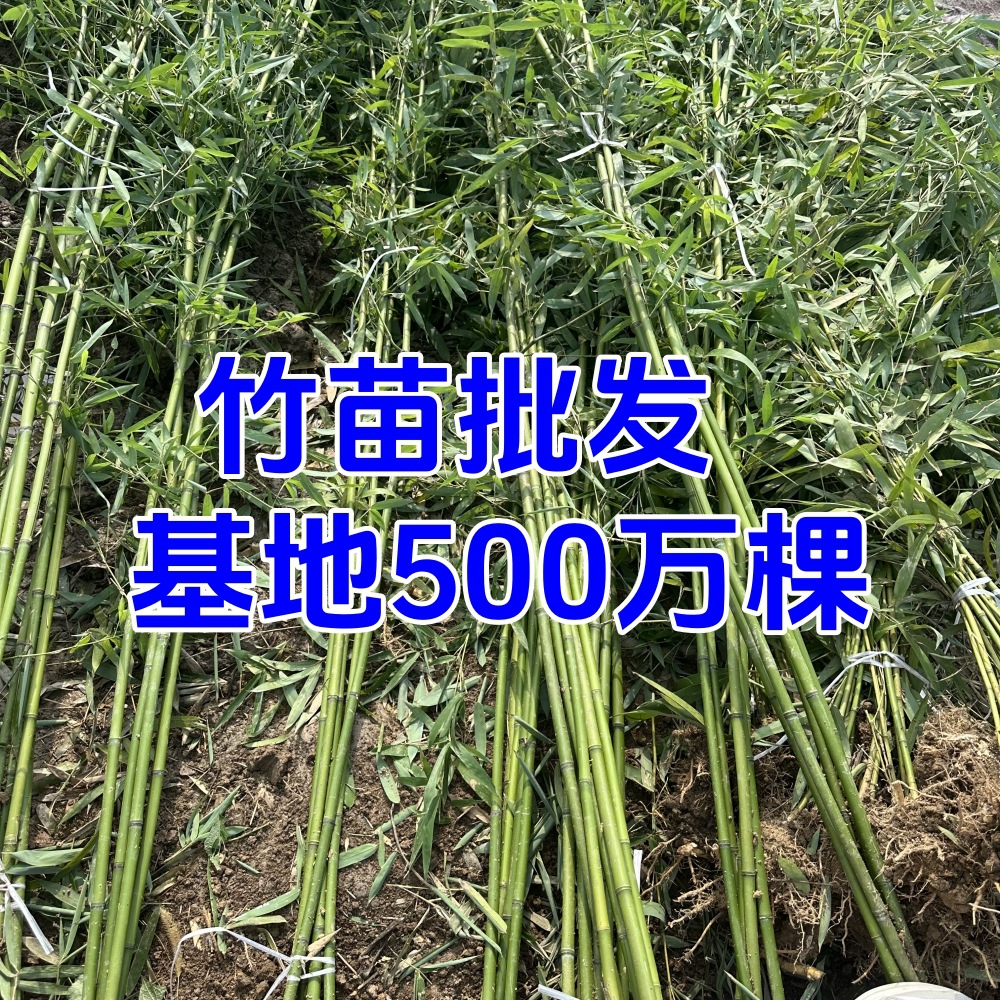 Саженцы зеленого бамбука, бамбук для сада жожоба, светло-зеленый бамбук с золотой инкрустацией, саженцы бамбука с горькой драконьей чешуей, саженцы бамбука с золотом и яшмой