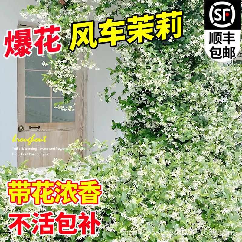 Windmill Jasmine Vine Plant with Flowers, Strong Fragrance Climbing Vine Seedling, Courtyard Balcony, Cold-Resistant and Easy to Grow Soil Plant