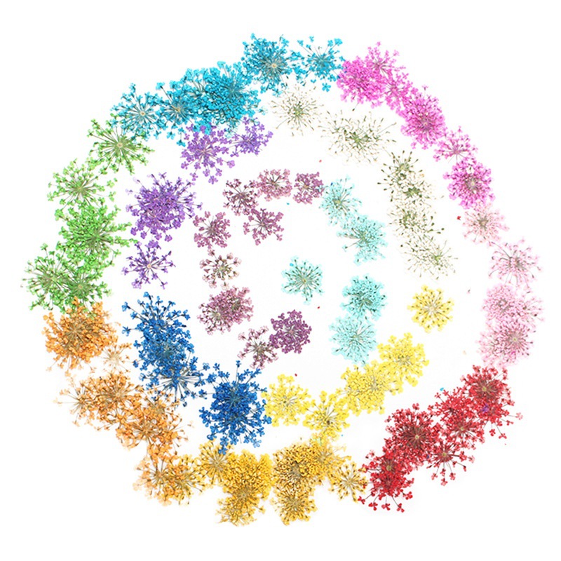 Snow bead lace flower dried flower embossed wholesale plant specimen nail art drop glue bet flower photo frame material 2000 Flower pack