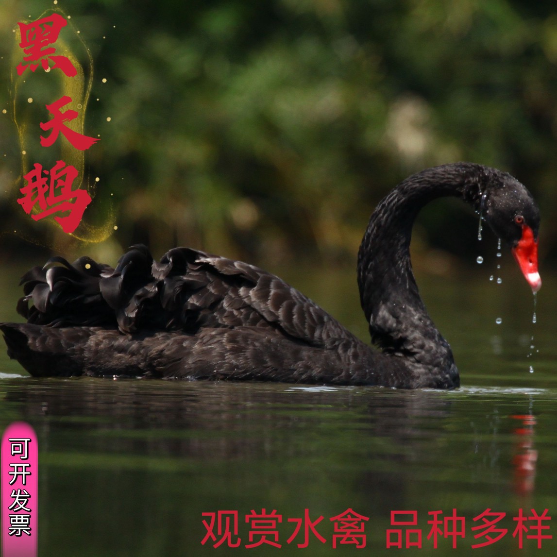 A Pair of Purebred Adult Black Swans for Live Ornamental Purposes, Price for a Single Adult Black Swan Available for Purchase, Jinhe