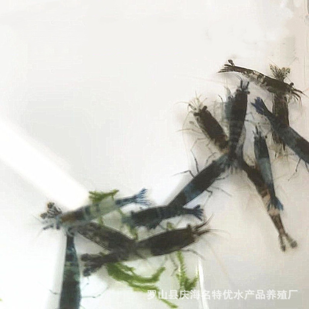 Black/Blue Cherry Blossom Glass Mixed Ornamental Shrimp Small Pet Shrimp Freshwater Rice Shrimp Cleaning Algae Removal Grass Tank Tool Shrimp