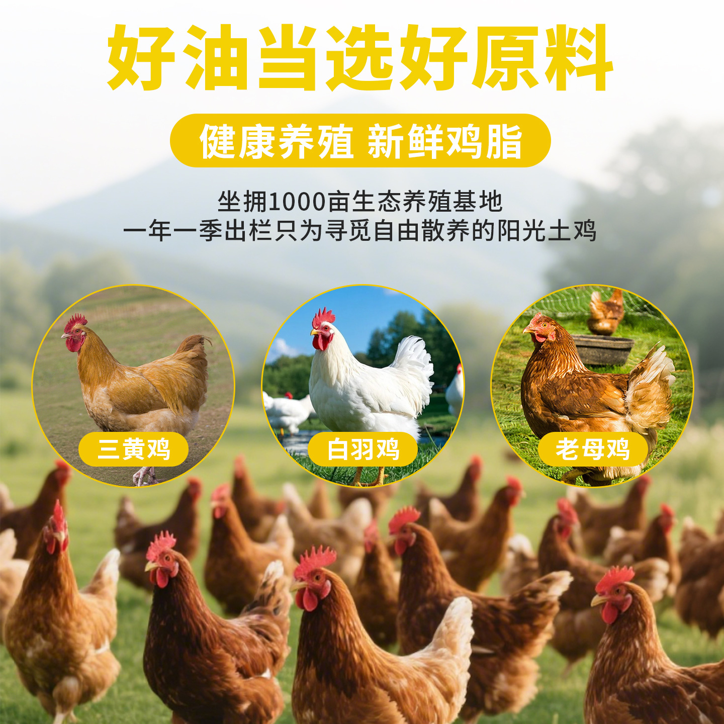 Edible Chicken Oil with Rich Flavor for Catering, Wholesale Rice Noodles, Hot Pot, Chicken Fat Refined Fresh Edible Oil, Restaurant Barrel Packaging