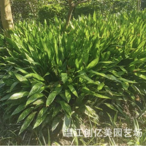 One-Leaf Orchid Potted Seedlings, Green Leaf and Spotted Leaf Spider Plant, Height 50-150cm Cm, Indoor Evergreen Green Plant
