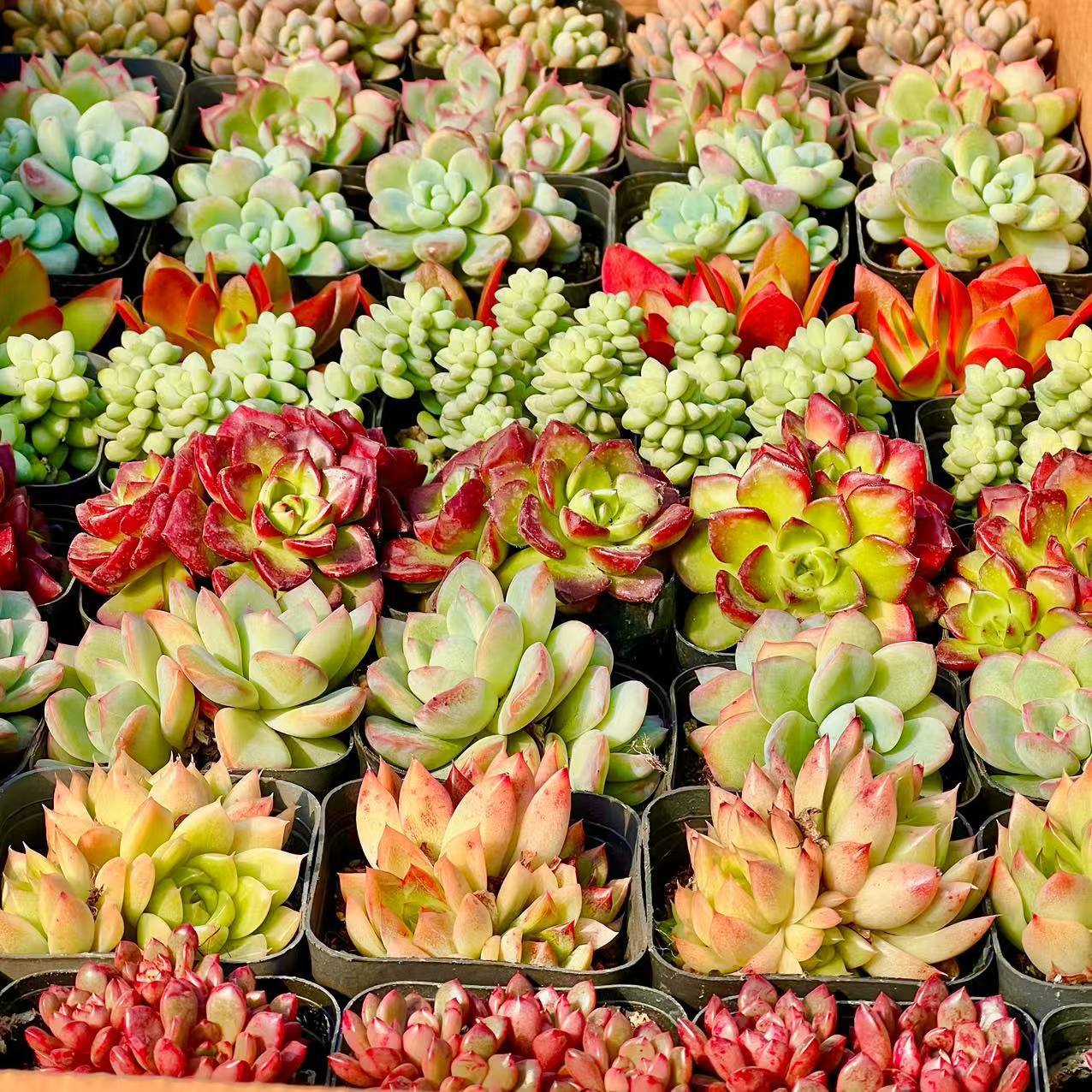 Succulent Wholesale Succulent Plants with Pots Succulent Potted Plants with Pots Wholesale Balcony Succulent Plant Packages