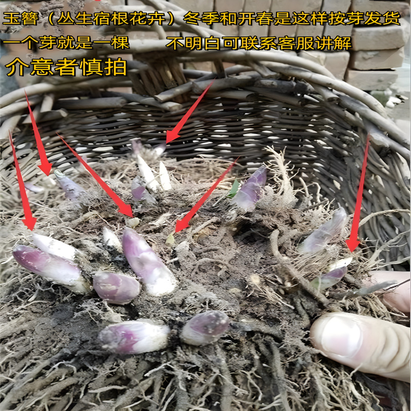 Hosta Flower Seedlings, North and South Cold-Resistant Flower Engineering Greening Flower Seedlings, Community Greening Flower Seedlings, Courtyard Greening Hosta Flower Seedlings