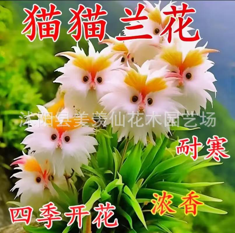 Hot-Selling Big-Faced Cat Orchid That Fills the House with Fragrance. New Potted Plant with Cute Appearance and Fragrant Fragrance to Remove Formaldehyde