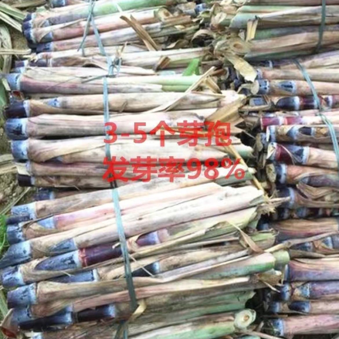 Guangxi Black-Skinned Sugar Cane Seeds with 3-5 Tooth Buds, 98% Vitality, Direct Shipment from the Place of Origin, First-Hand Supply Wholesale
