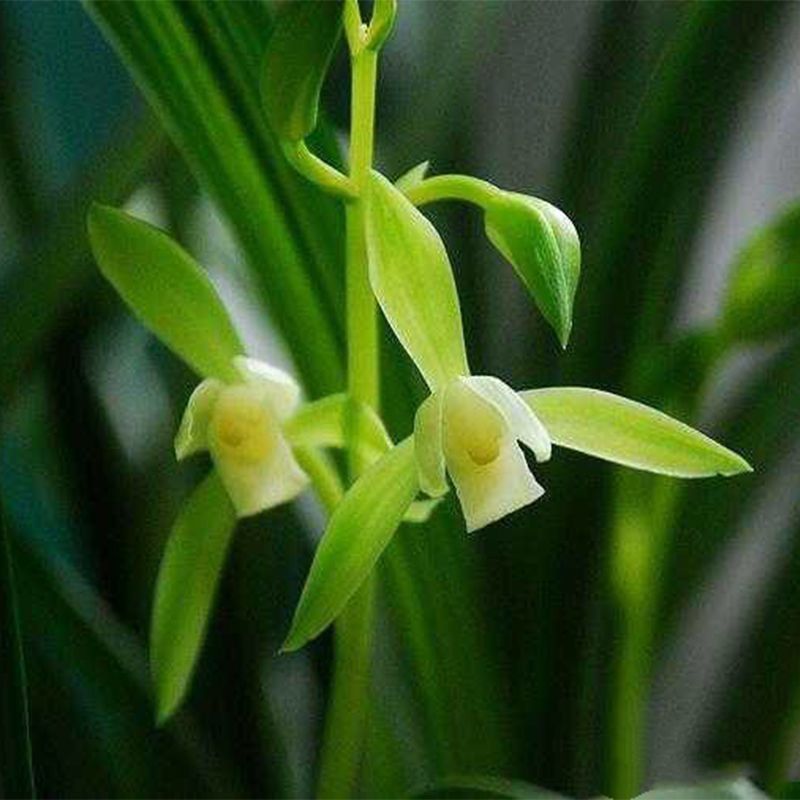 Extra Large Pot of 15 Seedlings, Golden Horsetail, Big Phoenix, Seven Fairy Blooms, Very Fragrant Indoor Potted Orchids, Cross-Border Hot Selling