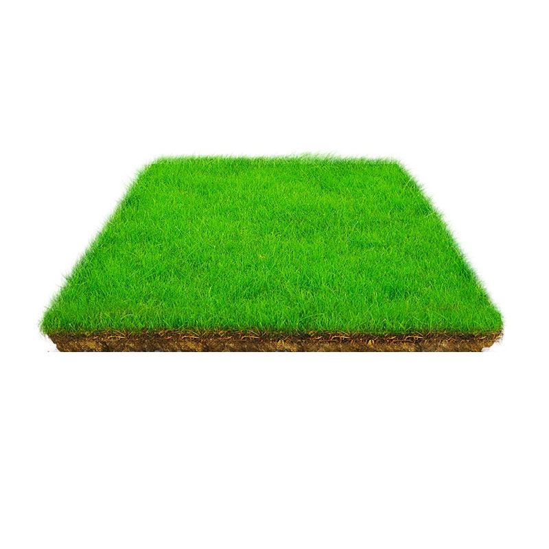 Lawn with Mud Grass Roll House Garden Greening All Year Round Green Rye Grass Manila Turf Real Grass with Soil Green Grass