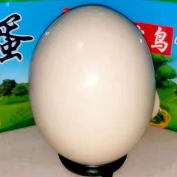 Свежие большие страусиные яйца для употребления, подходят для сельского свободного выпаса, подарочные наборы, богаты питательными веществами, полезные и вкусные, с компенсацией за повреждения