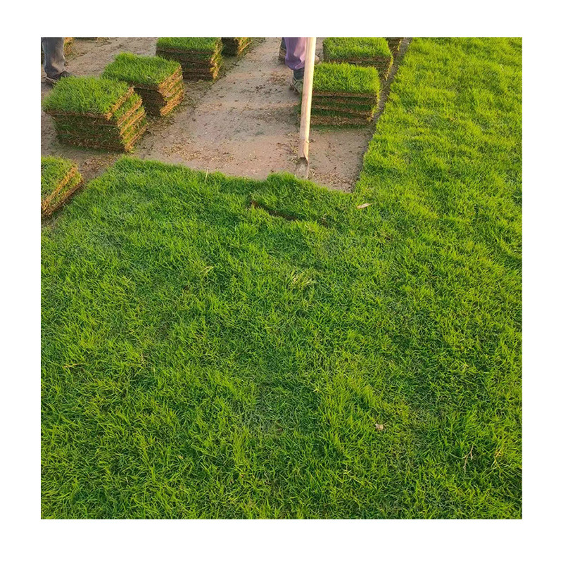 Living Turf Lawn with Soil, No Pruning, Dwarf Bermuda House Garden, Courtyard Greening, Manila Real Lawn