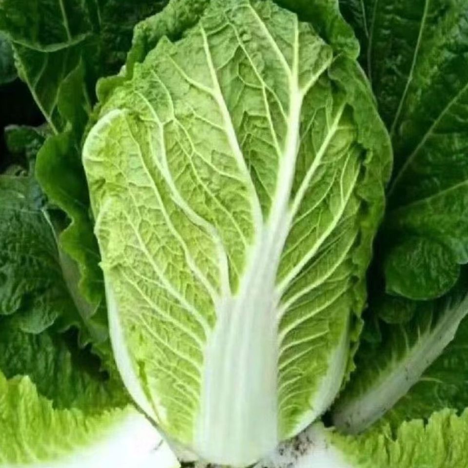 Northeastern Chinese Cabbage, Farm-Grown in Autumn, Yellow-Leafed Cabbage, Fresh Lettuce, Eaten Raw or Pickled, Spicy Pickled Cabbage, 2.5kg Free Shipping and Dropshipping