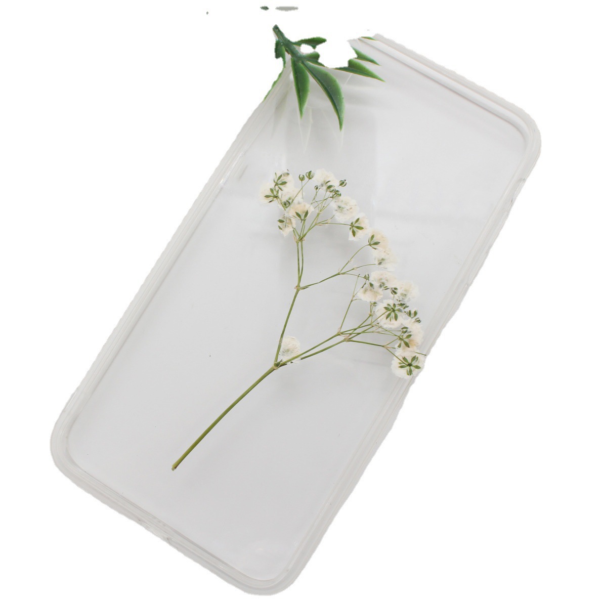 Gipsophila Dried Flower Embossed Plant Specimen Real Flower Dropping Glue Mobile Phone Case Bookmark Baffling Table Lamp Sticker Facial Decoration