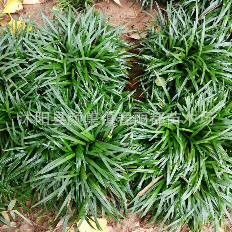 Villa Courtyard Greening Lawn Plants Japanese Low-Growing Ophiopogon Japonicus Cold-Resistant with Soil Fine-Leaf Ophiopogon Japonicus Seedlings Yu Longcao