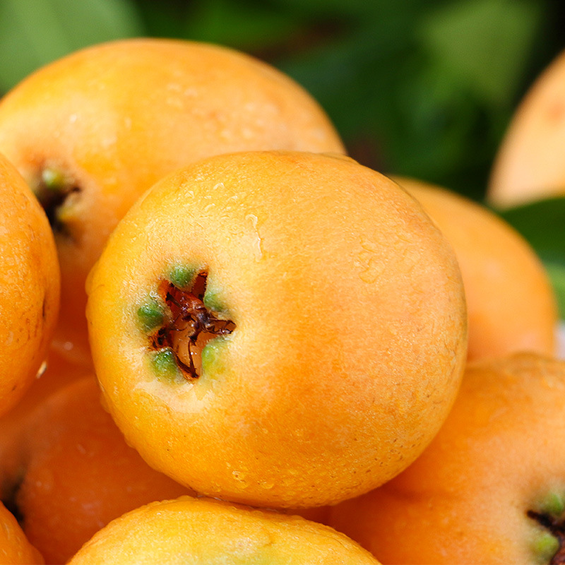 Sf Express Loquat Fruit Wholesale, Sichuan Harvested Loquat Directly from the Origin, P Loquat Premium Grade, Sichuan High Mountains