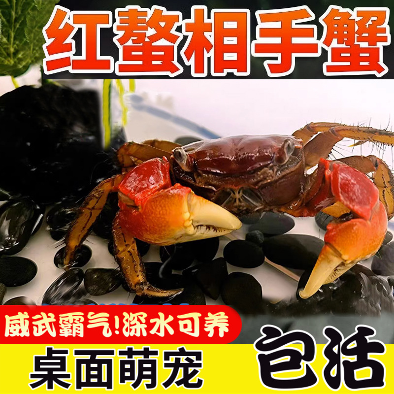 Ornamental Crab Living Crab Pet Crab Special Tank Freshwater Small Crab Mini Pepper Crab Red Aoao Phase Hand Crab