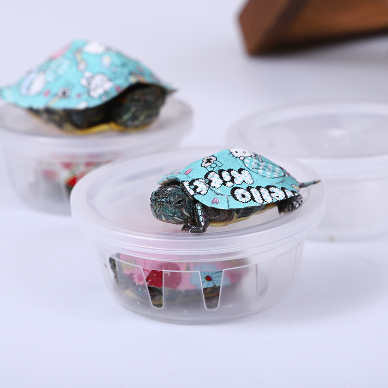 Net red stall artifact small turtle colorful Brazilian turtle living colorful cartoon turtle pet color turtle factory wholesale