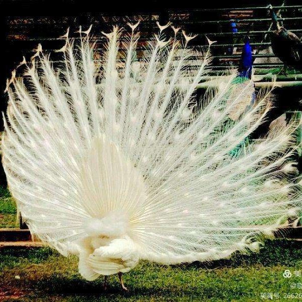 Peacock Breeding Base Breeds Its Own Peacock Seedlings, Blue Peacocks, Small Peacocks, Flower Peacocks, White Peacocks