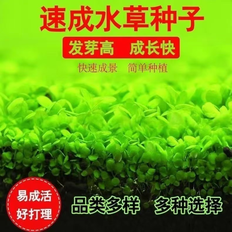 Aquatic Plant Seeds Mini Leafy Foreground Grass Large Leaf Pearl Seeds Fish Tank Aquarium Landscaping Decoration Wholesale Green Plants