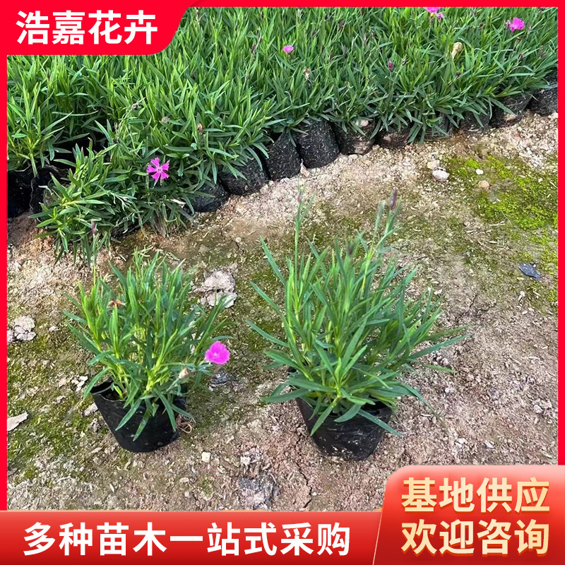 Dianthus Caryophyllus Hole Pot Seedlings Two-Color Pot Seedlings Outdoor Lawn Vegetation Community Park Greening Perennial Dianthus Caryophyllus Seedlings