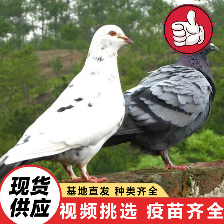 Direct Sales from Shandong Manufacturers of Domesticated Meat Pigeons, Ornamental Pigeons, Purebred Red Ingot Pigeons, American Floor-Standing King Pigeons Prices