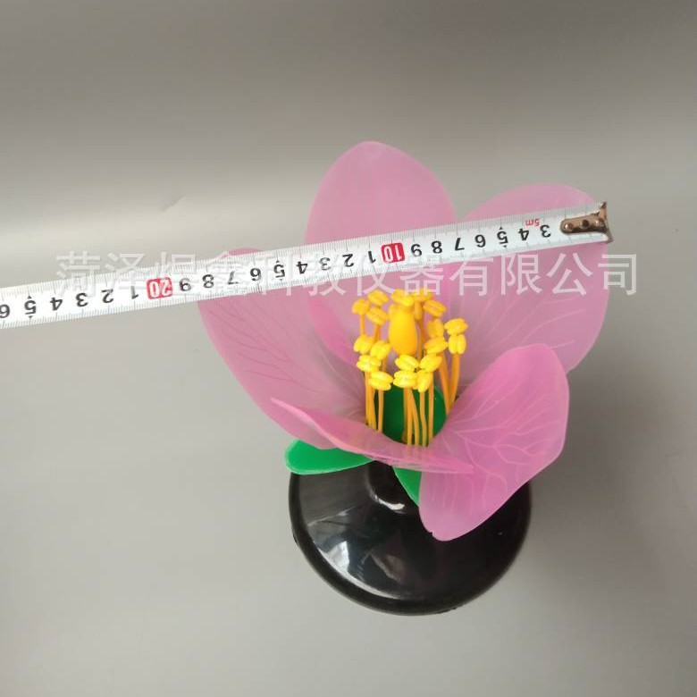 J33007 Peach Blossom Model Biology Teaching Model Peach Blossom Display Model