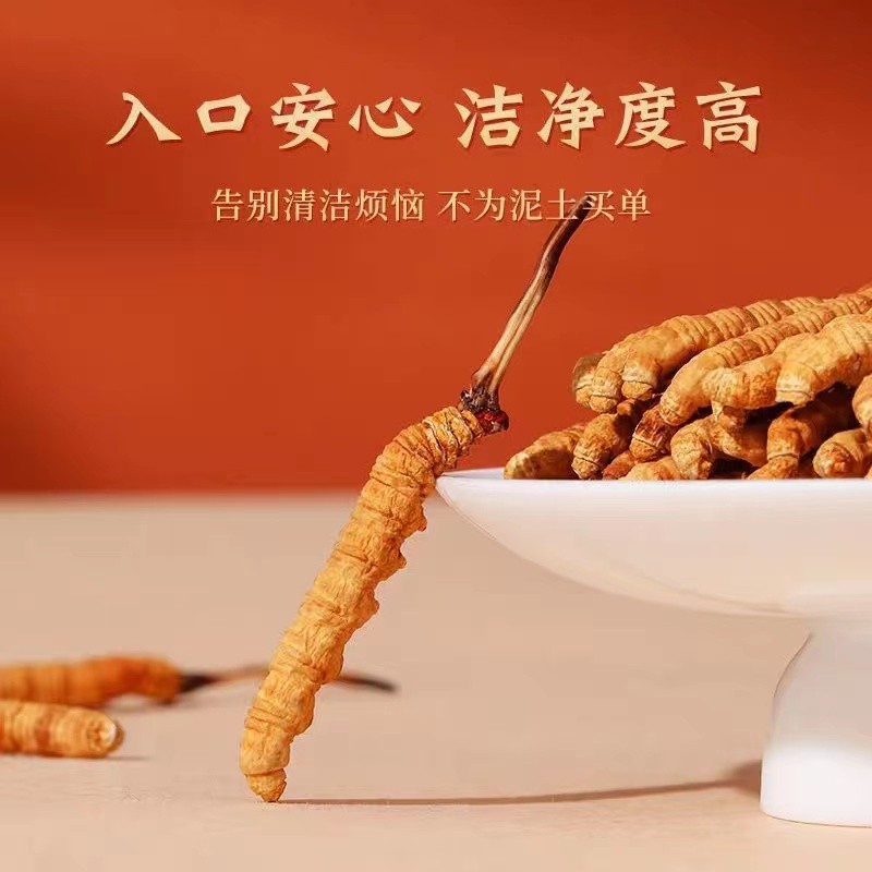 Wholesale Cordyceps Sichuan freeze-dried artificial cultivation of cordyceps sinensis non-fragrant stick cordyceps wine tonic cordyceps sinensis