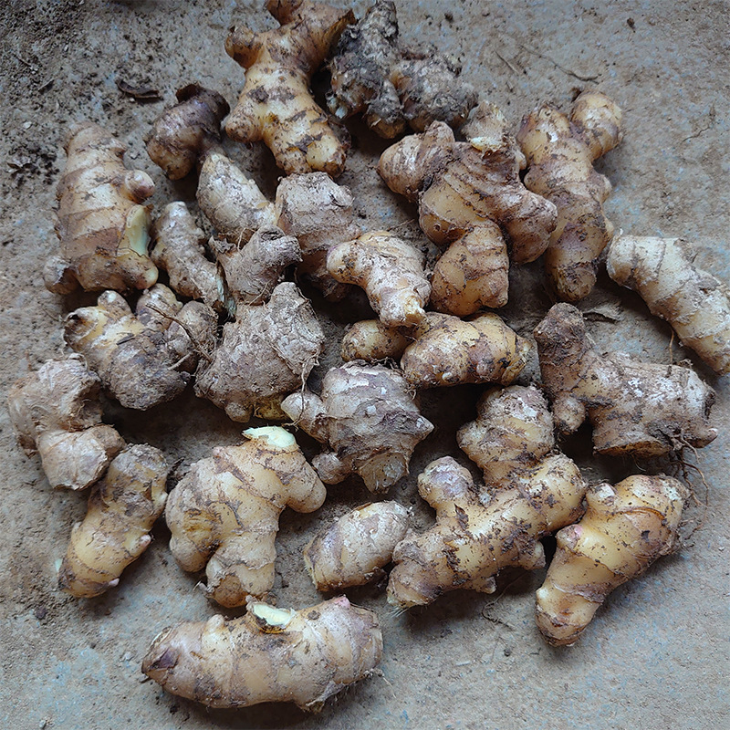 Yunnan Small Turmeric, Broken Ginger, Crushed Ginger, Good Quality, Self-Grown Confinement Ginger, Freshly Dug from the Farm