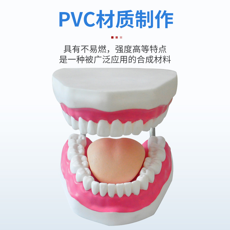 Dental Care Health Model Large Tooth Cleaning Teaching Mold 6 Times Magnification Oral Care Tooth Model