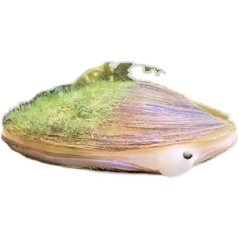 Ornamental Algae-Removing Small River Clams for Breeding Freshwater Live River Clams Cold Water Fish Pet Fish Tank Water Purification China Others