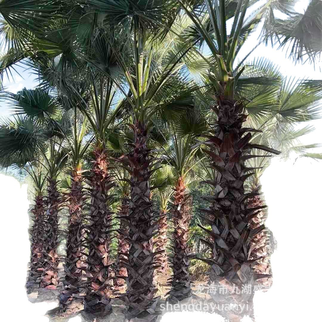 Fujian Elderly Palm Wholesale Jiangxi Shanghai Elderly Palm Quotes Zhejiang Palm Price Washington Palm Pictures