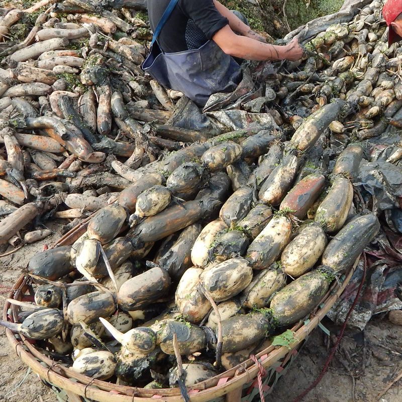 Fresh Lotus Root from Honghu, Fragrant and Glutinous, Nine-Hole Freshly Dug Lotus Root with Mud, Produced in Hubei, 1.5kg Commercial Wholesale