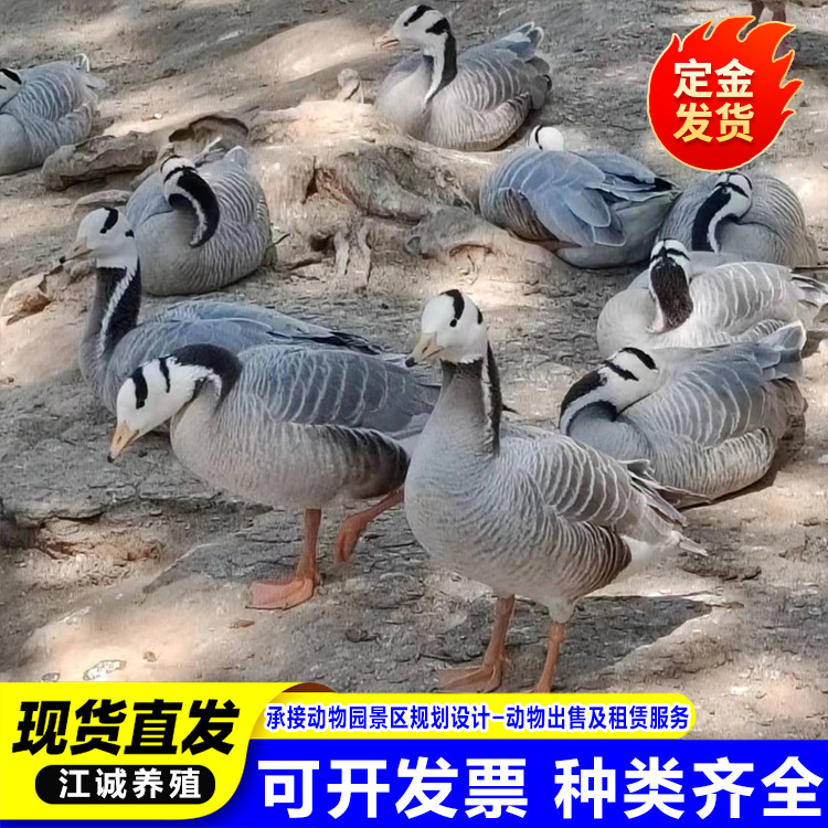 Garden Scenic Spot Ornamental Gray-Headed Goose Live Adult Gray-Headed Goose How Much a Piece for Sale Waterfowl Ornamental Duck
