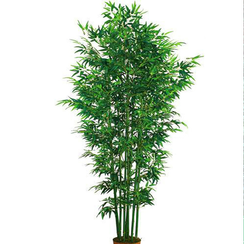 Bamboo Seedling Courtyard Plant Purple Bamboo Gold Inlaid with Jade Luohanzhu North Cold-resistant Evergreen Large Ground-planted Green Bamboo Seedling