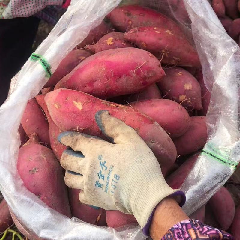 Super Sweet Sweet Potato from the Academy of Agricultural Sciences Wholesale, Sugar Heart Origin, Oily Sweet Potato, Fresh Sweet Potato, Direct Delivery, Sandy Soil Honey Sweet Potato