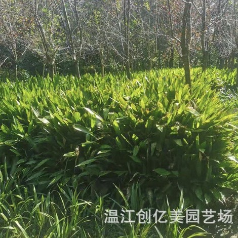 One-Leaf Orchid Potted Seedlings, Green Leaf and Spotted Leaf Spider Plant, Height 50-150cm Cm, Indoor Evergreen Green Plant