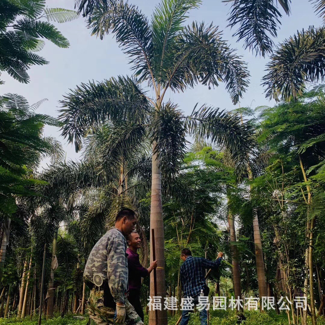 Zhejiang Clustered Multi-Pole Foxtail Coconut Tree Base Tropical Plant Coconut Tree Price Hainan Coconut Tree Wholesale