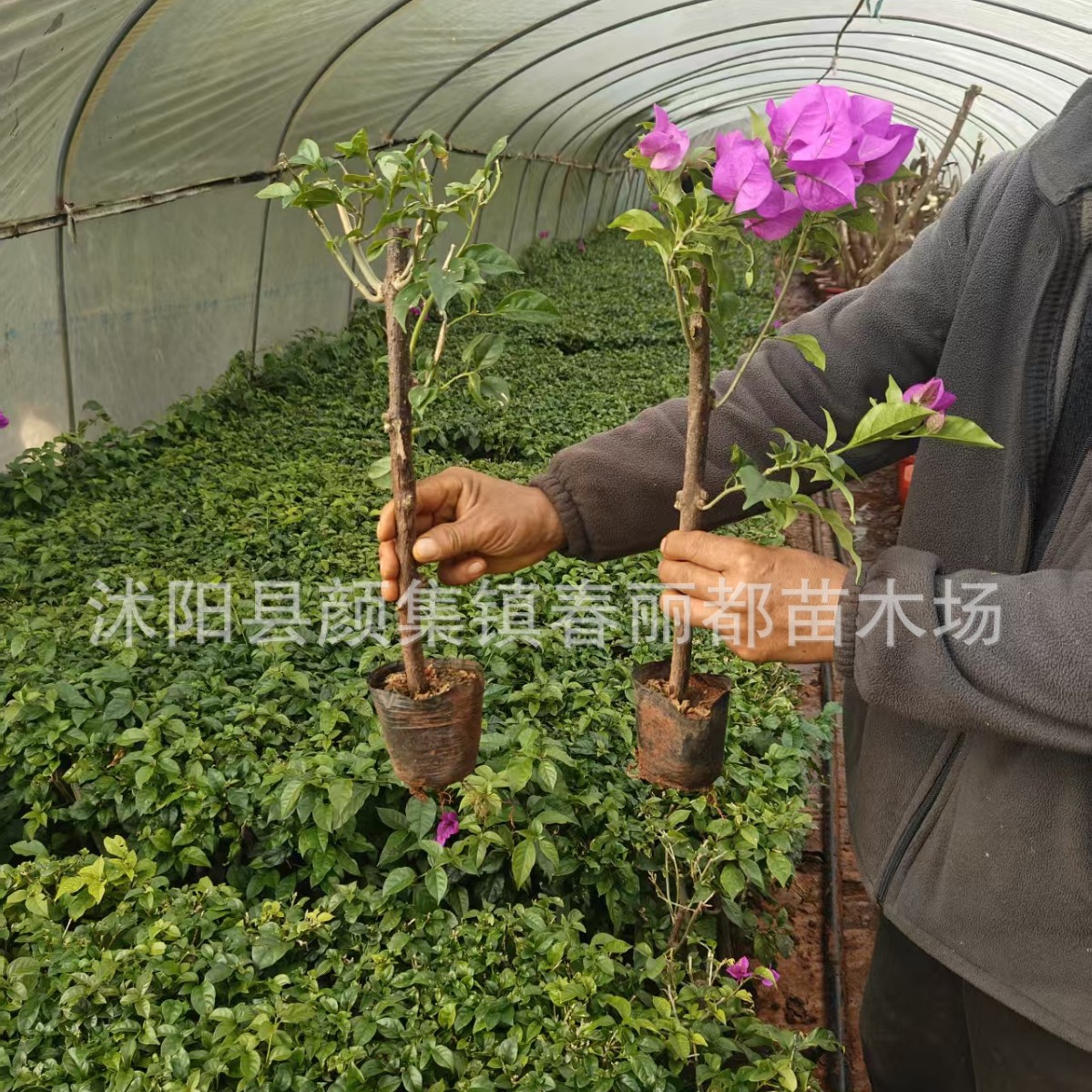 Wholesale Engineering Seedlings, Economical Reforestation, Double-Flowered Bougainvillea Potted Seedlings with Flowers, Bougainvillea Seedlings Blooming in All Seasons