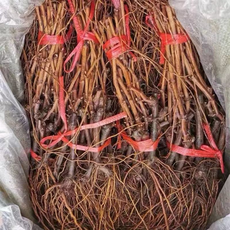 Direct Shipment from the Source Base Cid Specializes in Sapphire Sunshine Rose Kyoho Grape Saplings Potted and Ground Planting