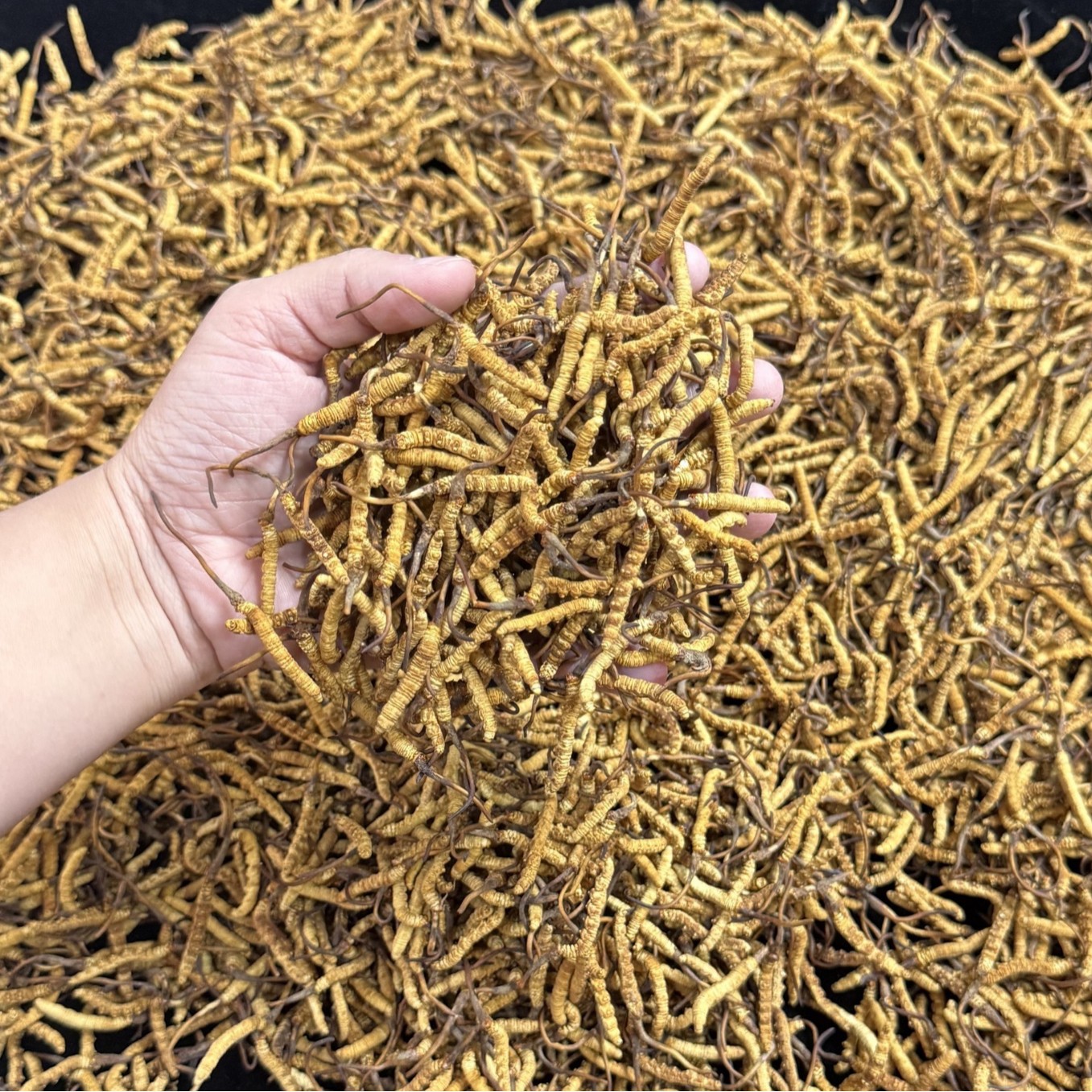 Xizang Nqur Cordyceps from High Altitudes, Fully Dried Cordyceps, Whole Goods, No Broken Cordyceps, Wholesale in Stock, Recruiting Agents